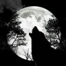 Lobo