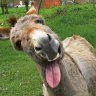 Don_burrO