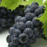 vinogriego