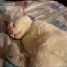 gatosombra