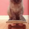 ShushoSk8
