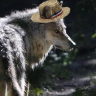laxyeso1