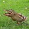 Darwinius