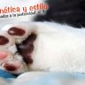 Siscate
