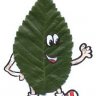 Hojitasverde