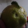 Nickoreptilia