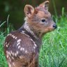 Donpudu