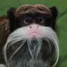 7monos