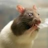 ratanarcotica