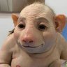 ratapalida