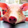 Chancho Inoperrante