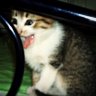 Gata Sturmer