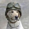 Perro Bomba