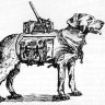 Perro bomba 1