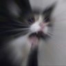 gato triste