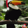 Le Toucan