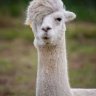 lllama