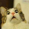 Gato Maricon