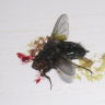Sangre de mosca