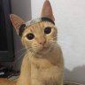 gabilona