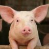 madtheswine