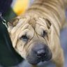 Perro de la ValeGut