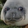 Foca Autista