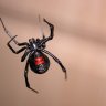 DarkSpider