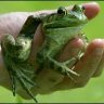 irrelevant frog