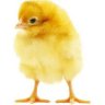 Pnedepollo