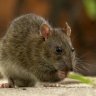 Rattus Rattus