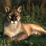 Puma Colombiano