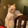 gatito salvaje UwU