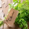 El Cilantro