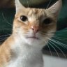Triste Gato