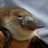 hornytorrinco