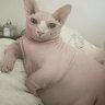 gatoguatoncito