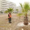 El palmera17