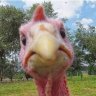 EL BESTIA