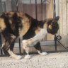 Chiquillo De Mierda