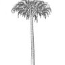 lepidodendron