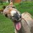 Don_burrO