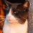 gatitocute