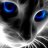 don_gato