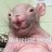ratatata