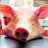 Chancho Inoperrante