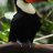 El Tucan
