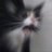 gato triste