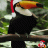 IL Toucan