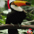 Le Toucan